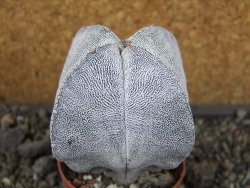 Astrophytum Onzuko quadricostatum pot 5,5 cm - 12404422