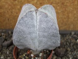 Astrophytum Onzuko quadricostatum pot 5,5 cm - 12404423
