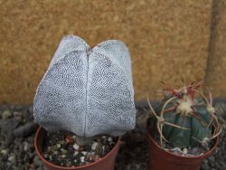 Astrophytum Onzuko quadricostatum pot 5,5 cm - 12404425