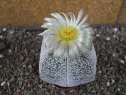 Astrophytum Onzuko quadricostatum pot 5,5 cm