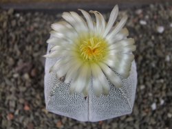 Astrophytum Onzuko quadricostatum pot 5,5 cm - 12404427