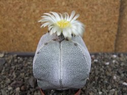 Astrophytum Onzuko quadricostatum pot 5,5 cm - 12404428
