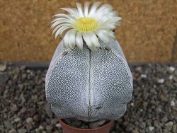 Astrophytum Onzuko quadricostatum pot 5,5 cm - 12404429