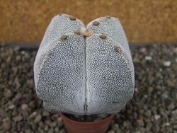 Astrophytum Onzuko quadricostatum pot 5,5 cm - 12404430