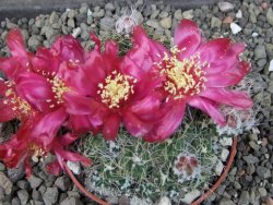 Tephrocactus pulcherimus Incahuasi pot 7 cm