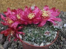 Tephrocactus pulcherimus Incahuasi pot 7 cm - 12404437