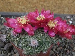 Tephrocactus pulcherimus Incahuasi pot 7 cm - 12404439