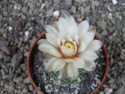 Gymnocalycium denudatum, pot 6,5 cm - 12404442