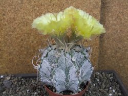 Astrophytum crassispinoides XL, pot 9 cm - 12404448