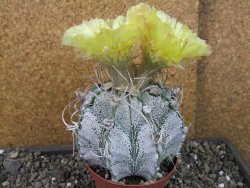 Astrophytum crassispinoides XL, pot 9 cm - 12404449