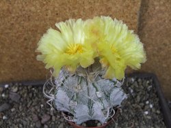 Astrophytum crassispinoides XL, pot 9 cm - 12404450