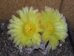Astrophytum crassispinoides XL, pot 9 cm - 12404451