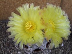 Astrophytum crassispinoides XL, pot 9 cm - 12404452