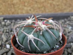 Echinocactus horizonthalonius Corazon del Monte pot 5,5 cm - 12404476