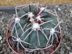 Echinocactus horizonthalonius Corazon del Monte pot 6,5 cm - 12404477