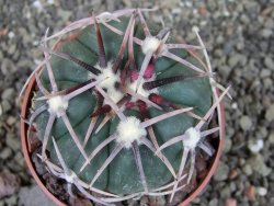 Echinocactus horizonthalonius Corazon del Monte pot 6,5 cm - 12404478