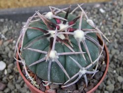 Echinocactus horizonthalonius Corazon del Monte pot 6,5 cm - 12404480