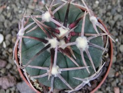 Echinocactus horizonthalonius Corazon del Monte pot 6,5 cm - 12404481