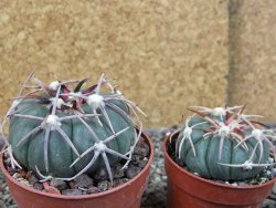 Echinocactus horizonthalonius Corazon del Monte pot 6,5 cm - 12404484