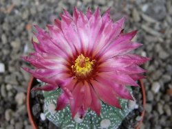 Astrophytum asterias X red flower oibo akabana, pot 5,5 cm - 12404486