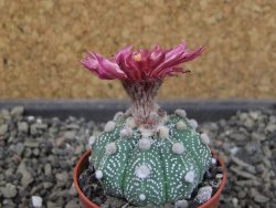 Astrophytum asterias X red flower oibo akabana, pot 5,5 cm - 12404487
