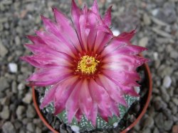 Astrophytum asterias X red flower oibo akabana, pot 5,5 cm - 12404488