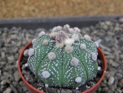 Astrophytum asterias X red flower oibo akabana, pot 5,5 cm - 12404489