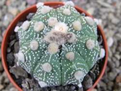 Astrophytum asterias X red flower oibo akabana, pot 5,5 cm - 12404490
