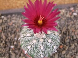 Astrophytum Kabuto X red flower oibo akabana, pot 5,5 cm - 12404499