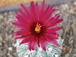 Astrophytum Kabuto X red flower oibo akabana, pot 5,5 cm - 12404500