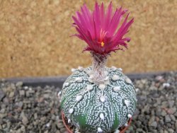 Astrophytum Kabuto X red flower oibo akabana, pot 5,5 cm - 12404501
