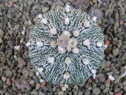Astrophytum Kabuto X red flower oibo akabana, pot 5,5 cm - 12404502