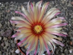Astrophytum Kabuto X red flower oibo akabana, pot 5,5 cm - 12404509
