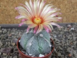 Astrophytum Kabuto X red flower oibo akabana, pot 5,5 cm - 12404510