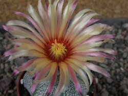 Astrophytum Kabuto X red flower oibo akabana, pot 5,5 cm - 12404511