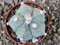 Astrophytum Kabuto X red flower oibo akabana, pot 5,5 cm - 12404512