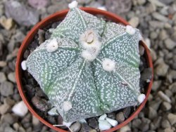 Astrophytum Kabuto X red flower oibo akabana, pot 5,5 cm - 12404513