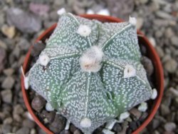 Astrophytum Kabuto X red flower oibo akabana, pot 5,5 cm - 12404514