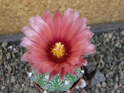 Astrophytum capricorne X red flower oibo akabana, pot 5,5 cm - 12404523