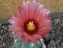 Astrophytum capricorne X red flower oibo akabana, pot 5,5 cm - 12404524