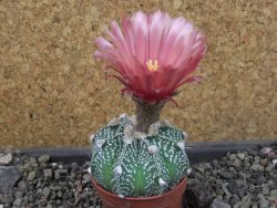 Astrophytum capricorne X red flower oibo akabana, pot 5,5 cm - 12404525