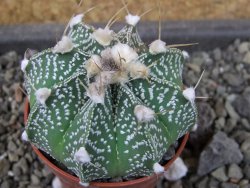 Astrophytum capricorne X red flower oibo akabana, pot 5,5 cm - 12404526