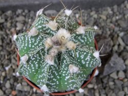 Astrophytum capricorne X red flower oibo akabana, pot 5,5 cm - 12404527