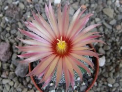 Astrophytum capricorne X red flower oibo akabana pot 5,5 cm - 12404529