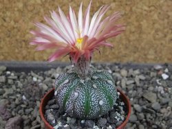 Astrophytum capricorne X red flower oibo akabana pot 5,5 cm - 12404530
