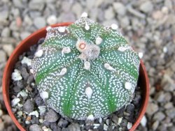 Astrophytum capricorne X red flower oibo akabana pot 5,5 cm - 12404531