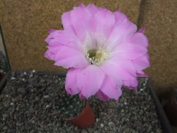 Echinopsis hybrid pot 5,5 cm - 12404533