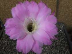 Echinopsis hybrid pot 5,5 cm