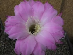 Echinopsis hybrid pot 5,5 cm - 12404535