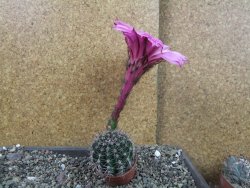 Echinopsis hybrid pot 5,5 cm - 12404536